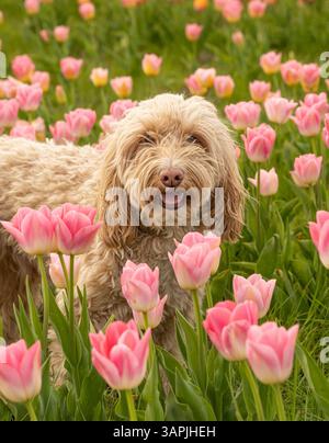Blonde cockapoo standing in a field of pastel pink tulips. UK Stock Photo