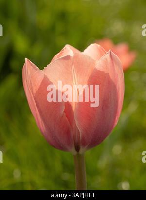Backlit pale pink tulip glowing softly against a blurred green field background on a sunny spring day. Stock Photo