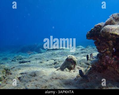 Underwater view in the Mediterranean. Clear sea, rocks and wildlife. Stock Photo