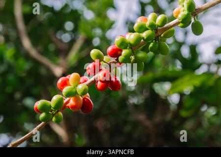 Coffee cherries ripening on branch, green, yellow, and red stages of Arabica beans in natural environment Stock Photo
