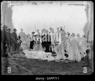 This photograph captures the practice of rabbit hunting along the Otago ...