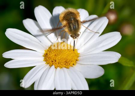 Large bee-fly (Bombylius major) hovering male while feeding on a marguerite flower Stock Photo