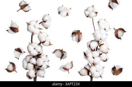 Beautiful cotton flowers on white background, collage Stock Photo