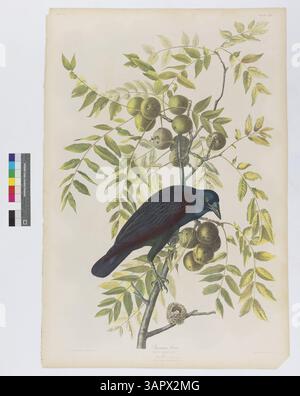 An illustration from 'Birds of America,' depicting a male American Crow perched on a Black Walnut tree, with a Ruby-throated Hummingbird nest below. Stock Photo