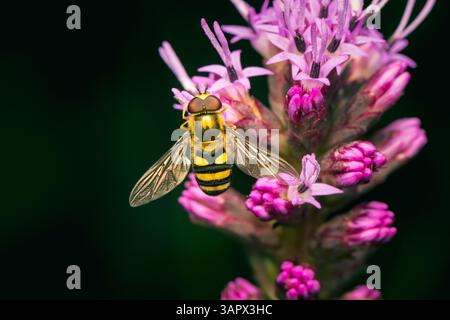 Small hoverfly feeding on a liatris flower with dark background and copy space Stock Photo