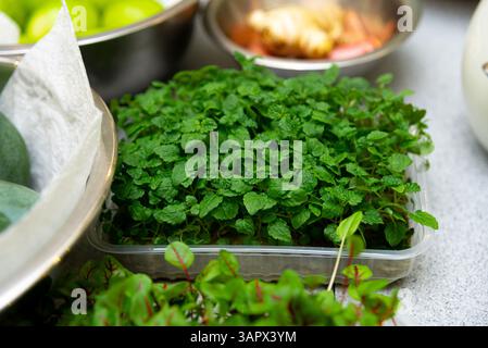 Close-up of vibrant green mint microgreens in a plastic tray, ready to be used as garnish or for culinary flavor enhancement. Stock Photo