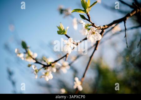 Delicate white cherry blossoms blooming under morning sun against blue sky Stock Photo