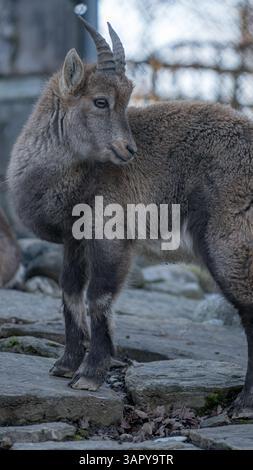 Young mountain goat standing on rocky terrain, gazing back with curiosity in a natural habitat Stock Photo