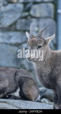 Young mountain goat standing near rocky wall, gazing calmly while another goat rests in the background Stock Photo