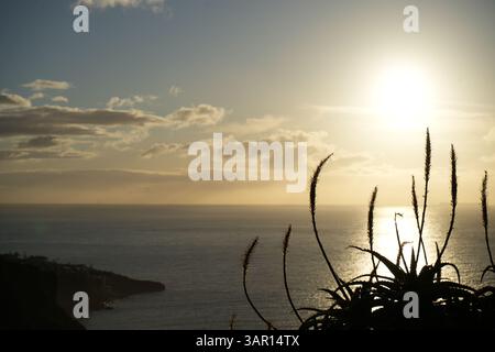 Golden sunset over the Atlantic Ocean with silhouetted aloe vera plant in the foreground, taken from a coastal viewpoint in Madeira, Portugal. Stock Photo