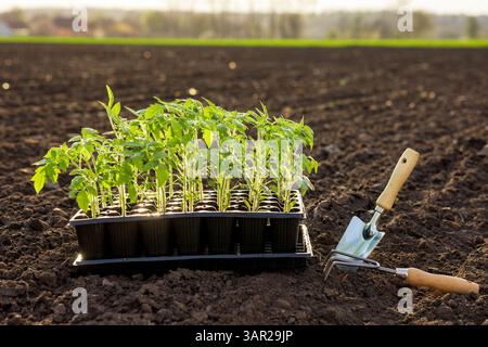 Tray of young tomato seedlings with garden tools on soil, ready for planting in spring vegetable garden. Stock Photo