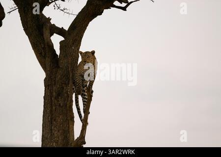 The African leopard known as Falau perched on a branch of an acacia tree, Masai Mara, Kenya Stock Photo