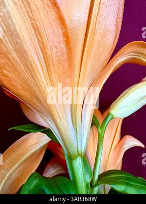 Close-Up of Orange Lily Petals and Green Stems Stock Photo