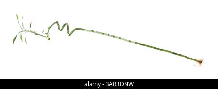 Beautiful green bamboo plant isolated on white Stock Photo