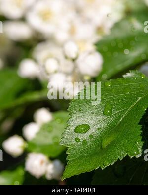Close-up of a dew-covered green leaf with water droplets, set against a soft-focus background of blooming white flowers in sunlight. Stock Photo