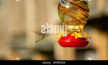A hummingbird hovers midair near a colorful glass nectar feeder, captured in motion with a soft background and warm natural light. Stock Photo
