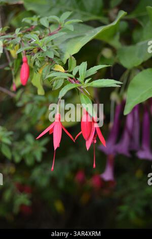 Hummingbird fuchsia flowers or hardy fuchsia or chilco Fuchsia Magellanica Stock Photo