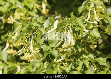 Blossoms of the winter lime tree (Tilia cordata) Stock Photo
