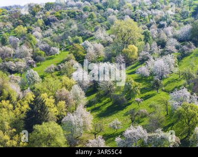 Spring on the Albtrauf of the Swabian Alb. Fruit trees blossom in the orchards in the Lenninger Valley. Aerial view. Owen, Baden-Wuerttemberg, Germany Stock Photo