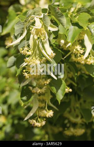 Blossoms of the winter lime tree (Tilia cordata) Stock Photo