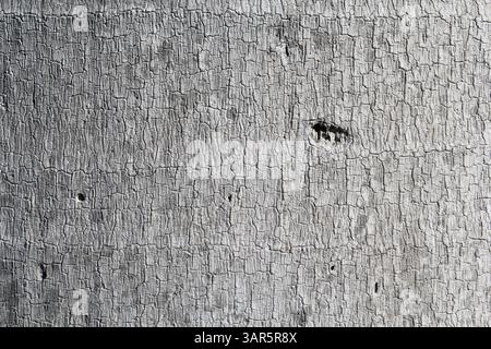 Close up of cracks in a palm tree trunk textured abstract background Stock Photo