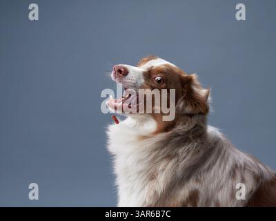 An Australian Shepherd dog looks upward with curiosity. The dog's face is expressive, and its coat is well-groomed. Stock Photo