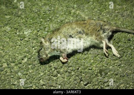 Dead rat lying on the asphalt close-up. Rodents spread diseases. Stock Photo