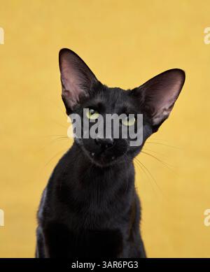 A sleek black cat with striking yellow eyes is comfortably laying on ...
