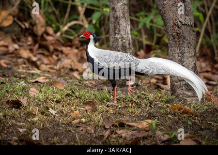 A beautiful silver pheasant with striking white and black feathers and a red face walking on forest ground covered with dry leaves and grass. Stock Photo