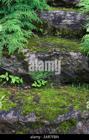 Natural stone steps covered with Bryophyta - Green Moss and bordered by Microbiota decussata shrubs in sloped backyard garden in summer. Stock Photo
