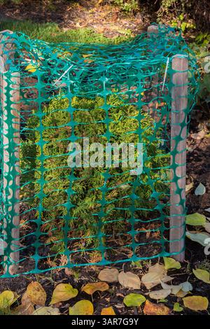 Thuja occidentalis - White Cedar tree protected with green plastic mesh fence to prevent branches from breaking from accumulated heavy ice and snow. Stock Photo