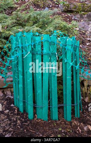 Thuja occidentalis - White Cedar tree protected with green wooden and plastic mesh fence to protect branches from accumulated heavy snow in winter. Stock Photo