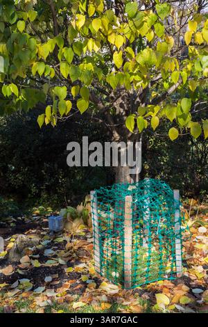 Tilia - Linden tree underplanted with Pinus - Pine shrub protected with green plastic mesh fence to protect branches from accumulated snow in winter. Stock Photo
