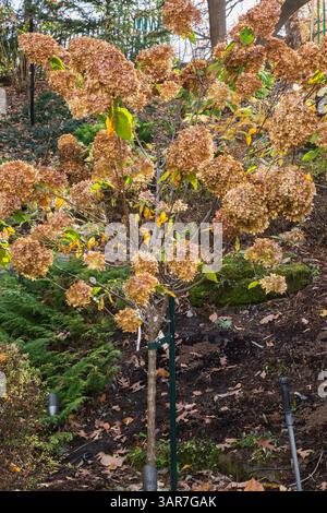 Hydrangea paniculata 'Limelight' turning brown in autumn. Stock Photo