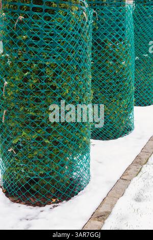 Thuja occidentalis 'Smaragd' - Cedar trees wrapped with protective green plastic mesh fences to prevent branches from breaking from heavy snowfall. Stock Photo