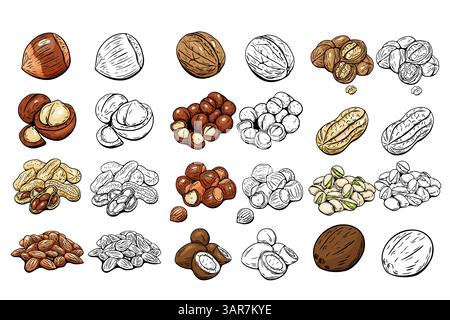 Big vector set of various nuts in color and black-and-white sketch versions. Perfect for food packaging, design, and labeling. Stock Vector