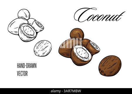 Vector image of coconuts with hand drawn style in color and black line. Useful for packaging, logos, labels, and tropical branding. Stock Vector