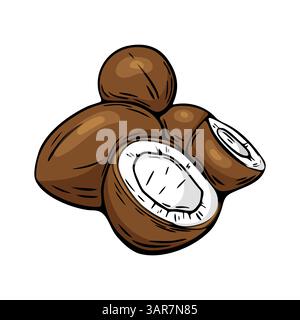Vector coconut drawing with half and whole nuts in color. Perfect for tropical product design, food packaging, and nutrition labels. Stock Vector
