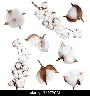 Beautiful cotton flowers on white background, collage Stock Photo