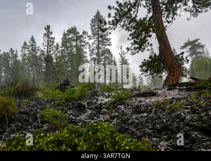 Dark clouds loom over a forest area as rain spills onto rocky ground and lush greenery. Pines stand tall amidst the storm, creating a dramatic natural Stock Photo