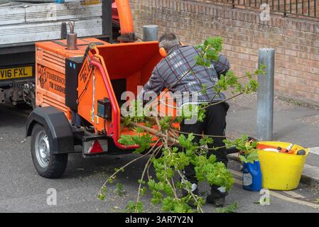 Tree surgeon feeding branches into a hydraulic woodchipper in a residential street. Mechanical tree chipper machine working Stock Photo