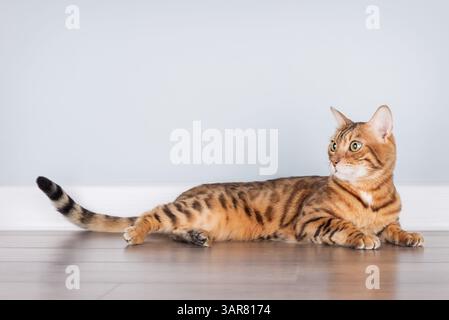 Bengal cat with distinctive spotted coat rests comfortably on the floor against a clean blue wall. Perfect for pet-related themes, animal care adverti Stock Photo