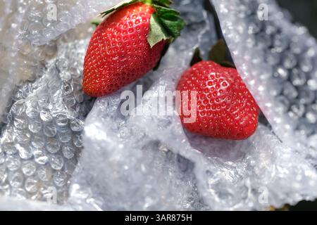 Two fresh strawberries nestled in a clear bubble wrap. Food preservation, transportation. Fruit delivery losses. Stock Photo
