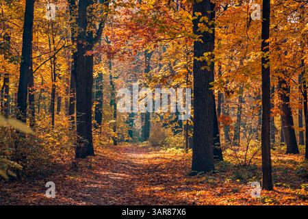 beautiful autumn forest with golden leaves colorful nature background scenic landscape dreamy seasonal view amazing wall art decoration Stock Photo
