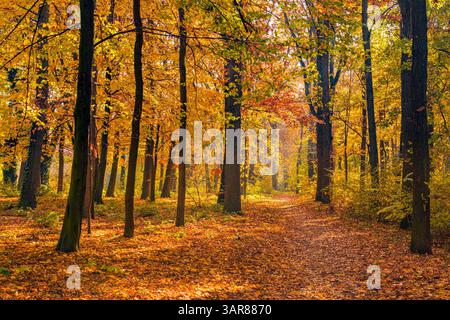 beautiful autumn forest with golden leaves colorful nature background scenic landscape dreamy seasonal view amazing wall art decoration Stock Photo