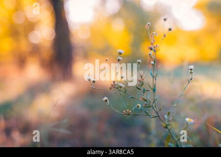 Cute lovely autumn flowers with dreamy colors blurred bokeh lush foliage colorful seasonal nature background soft focus vibrant floral scene Stock Photo