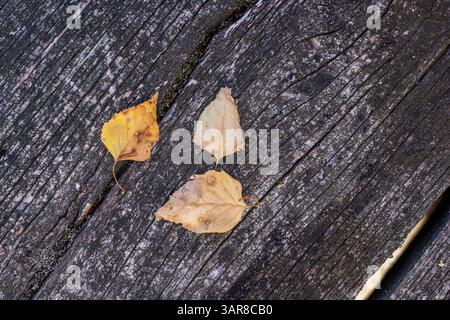 Tranquil top view autumn leaf on rustic wooden table background seasonal nature wallpaper cozy fall decoration natural closeup overhead composition Stock Photo