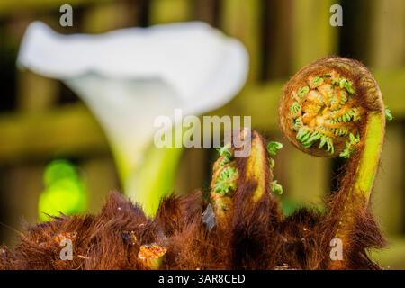 London, UK. 17th Apr, 2025. The seasonal unfirling begins for Dicksonia Antarctica (Australian Tree Fern), while, in the background, Zantedeschia aethiopica (commonly known as calla lily and arum lily) is already in full bloom). Spring in Hampstead, London. Credit: Guy Bell/Alamy Live News Stock Photo