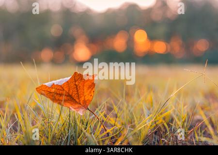 Beautiful gold autumn leaf with blurred bokeh background soft pastel sunset light bright sun dreamy seasonal nature closeup peaceful scenic view Stock Photo