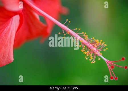 Macro shot vibrant red hibiscus tropical garden love petals. Blur lush greenery, exotic nature lovers floral inspiration. Beautiful closeup flower Stock Photo